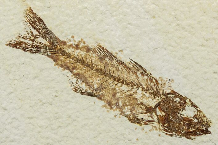 Uncommon Juvenile Fish Fossil (Mioplosus) - Wyoming #244622